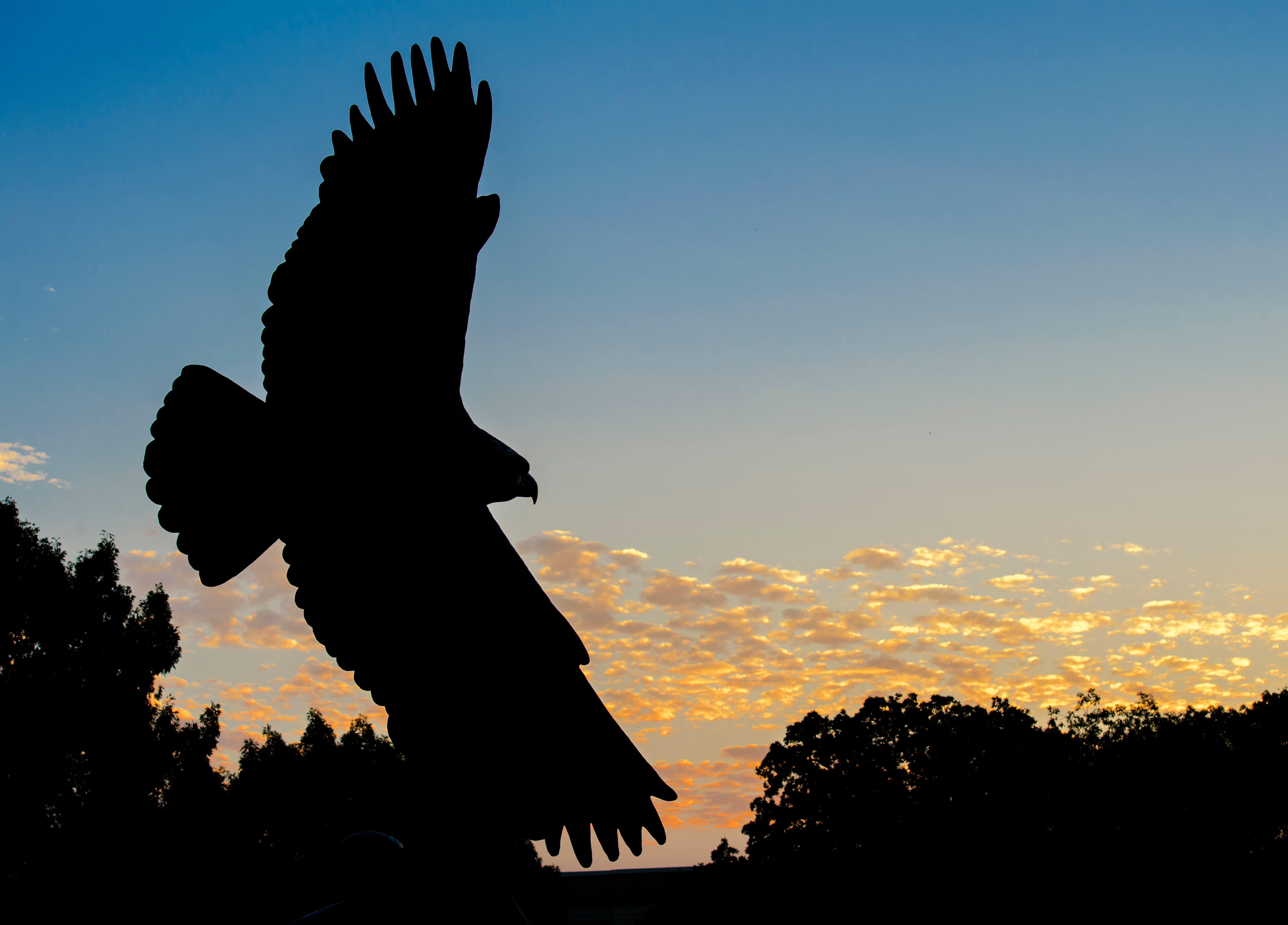 UNT Eagle Statue at sun set